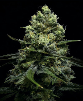 Kosher Cake Auto
