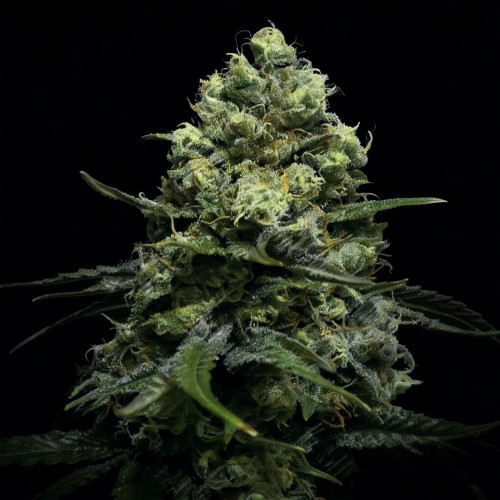 Kosher Cake Auto