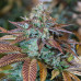 Kosher Cake Auto