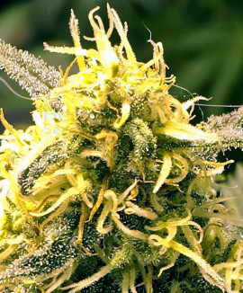 Lemon Kush