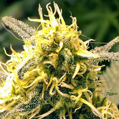 Lemon Kush Lemon Kush