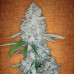 Lemon Skunk Lemon Skunk
