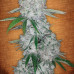 Lemon Skunk Lemon Skunk
