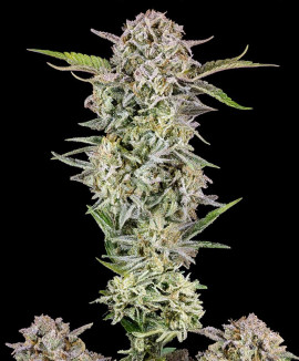Lemon Skunk Lemon Skunk