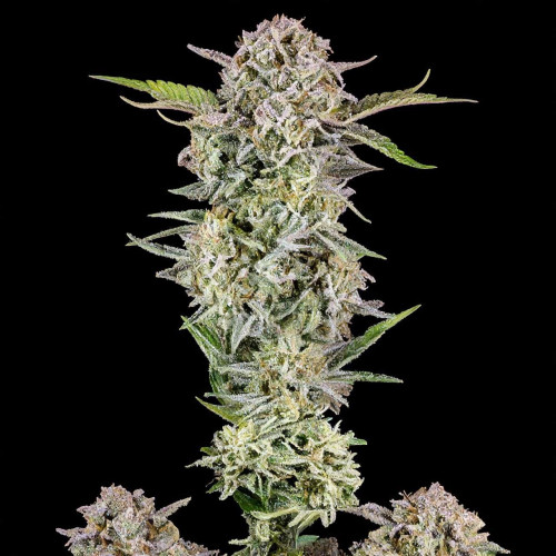 Lemon Skunk Lemon Skunk