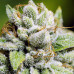Moby Dick Auto Moby Dick Auto