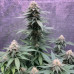 Moby Dick Auto Moby Dick Auto
