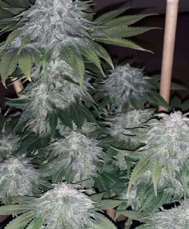 Moby Dick Auto Moby Dick Auto