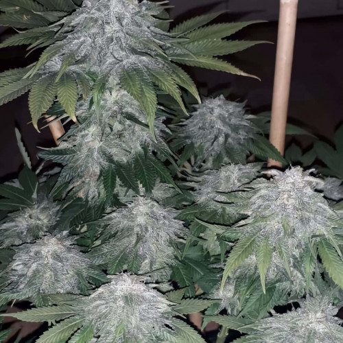 Moby Dick Auto Moby Dick Auto