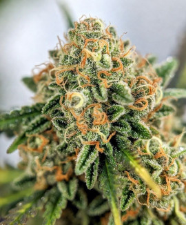 Moby Dick Moby Dick