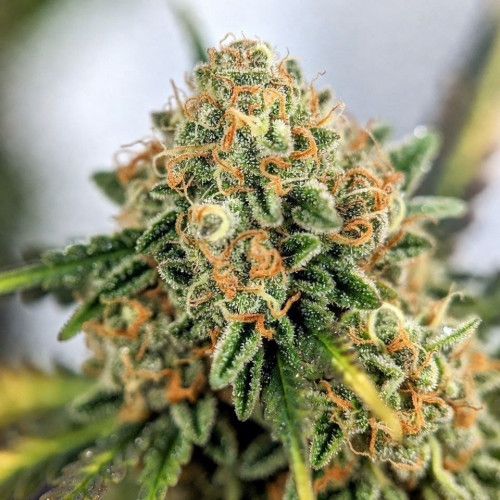 Moby Dick Moby Dick