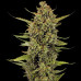 Moby Dick Moby Dick