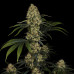 Moby Dick Moby Dick