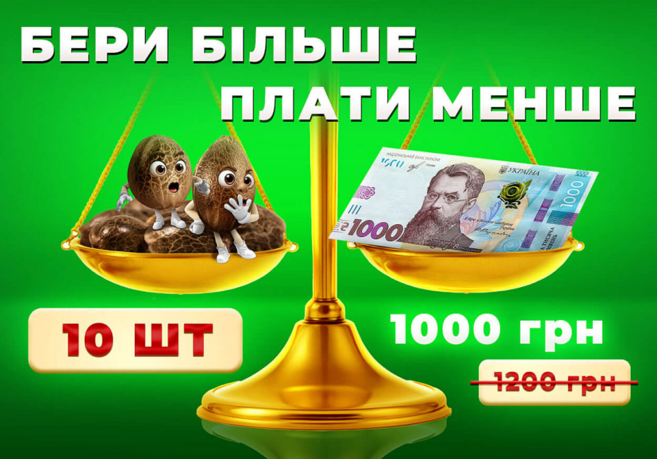 Акция семена по 100 гривен