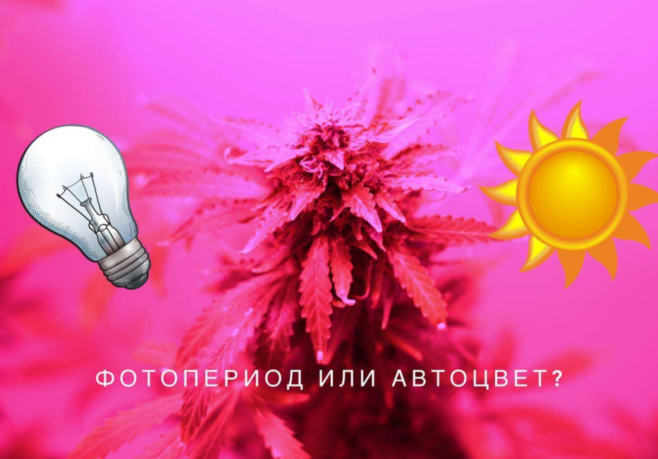 Автоцветущие и фотопериодические сорта: в чём разница?