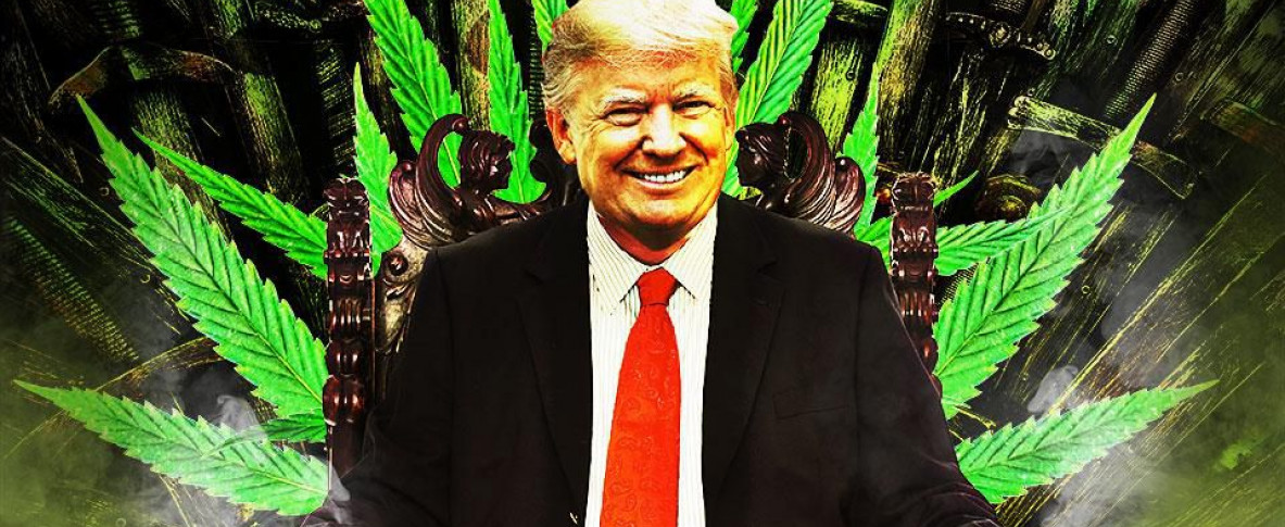 Легализация марихуаны трамп новое фото конопли