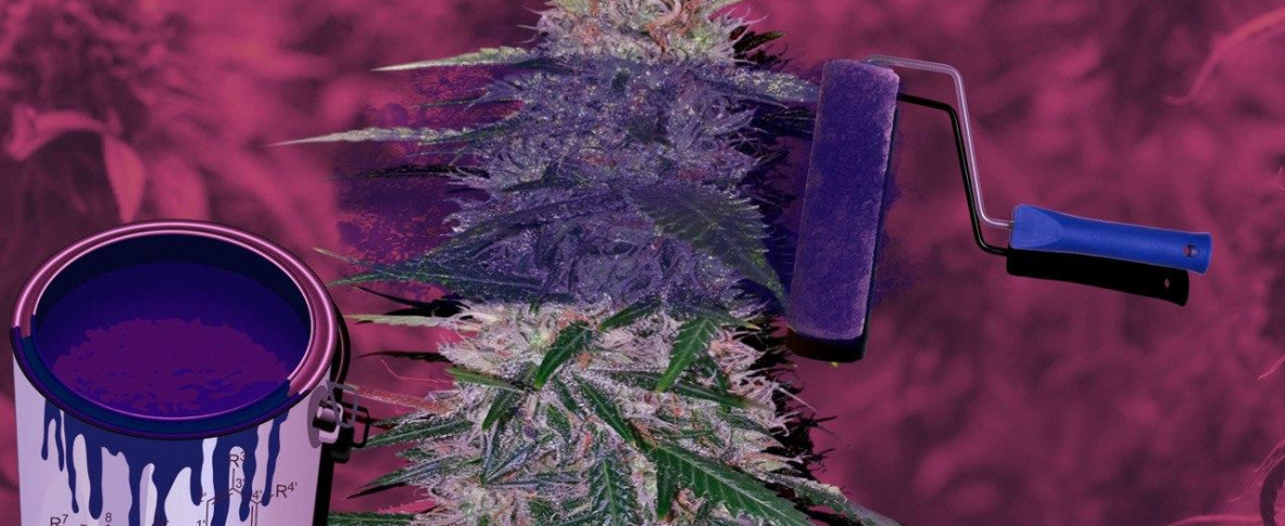 Фиолетовые сорта марихуаны: что о них известно?