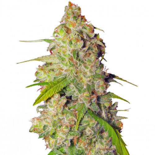 Купить семена марихуаны гагарин выращивание марихуаны сколько нужно света