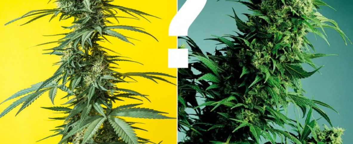 Выбрать семена марихуаны почему не включается браузер тор hudra