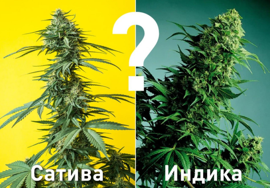 Виды семян конопли: как разобраться