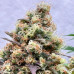 Purple Lemonade Fast Flowering Purple Lemonade Fast Flowering