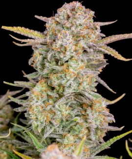 1Bruce Banner Auto Fast Buds