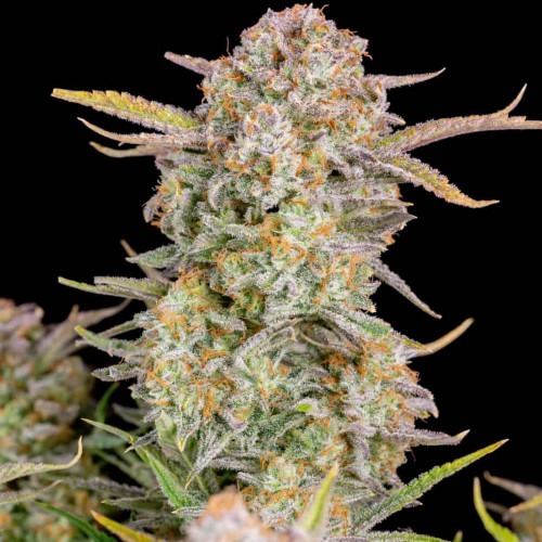 Bruce Banner Auto Fast Buds