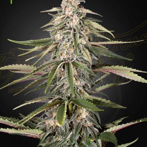 Green-O-Matic Auto