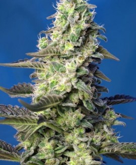 1Green Poison XL Auto