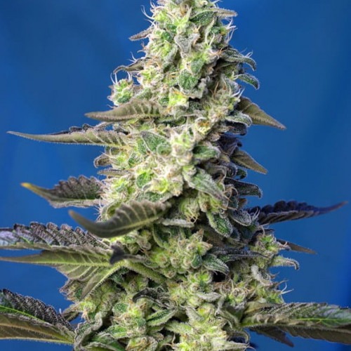 Green Poison XL Auto