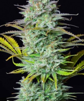 1Kosher Cake Auto