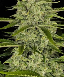 1Papaya Cookies Auto 