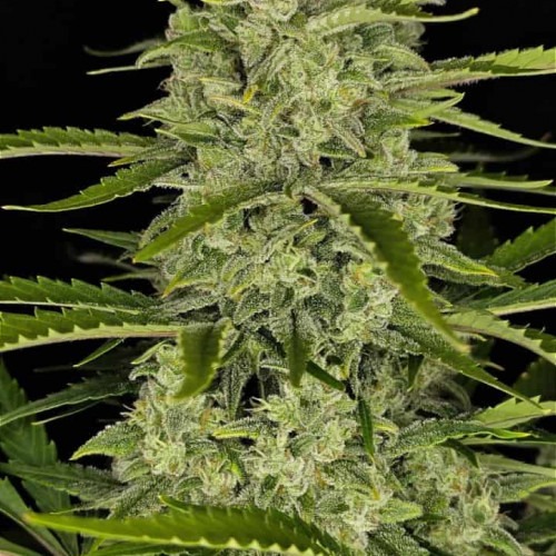 Papaya Cookies Auto 