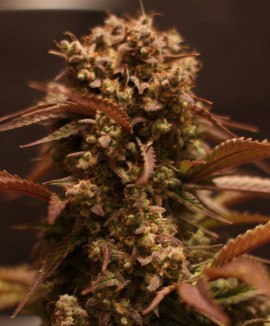 1Purple Ryder Auto