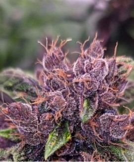 1Auto Forbidden Cherry
