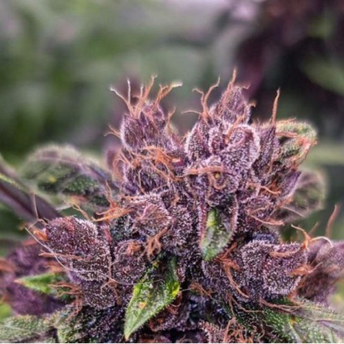 Auto Forbidden Cherry