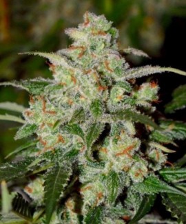 1Auto Colorado Cookies