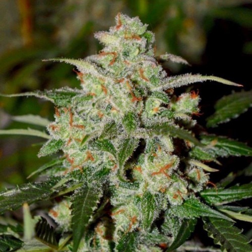 Auto Colorado Cookies