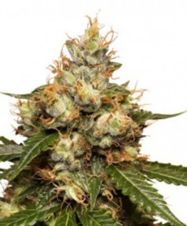 Auto THC Victory
