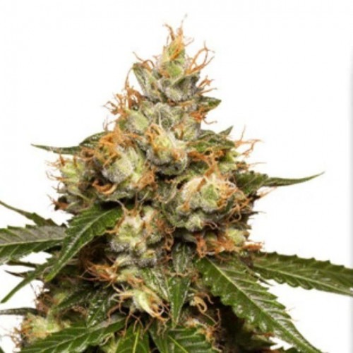 Auto THC Victory