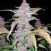 Blackberry Auto