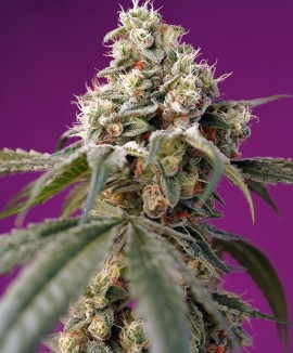 1Bruce Banner Auto