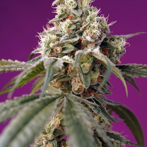 Bruce Banner Auto