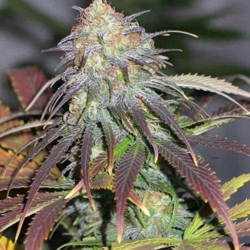 Californian Orange