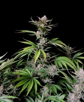1Cherry Cola Auto