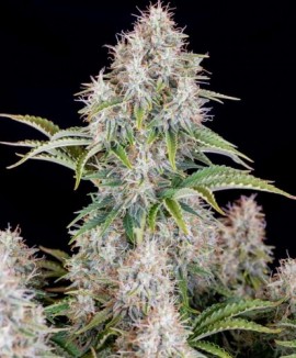 1Cinderella Auto
