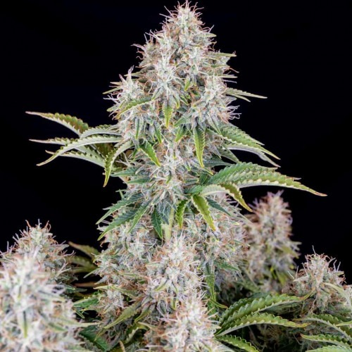 Cinderella Auto
