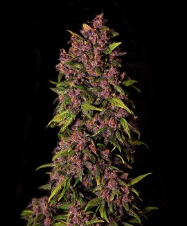 1Crystal Meth Auto