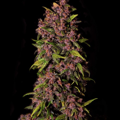 Crystal Meth Auto