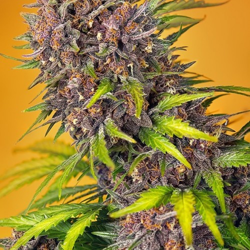 Diablo Rojo XL Auto